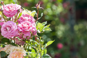 roses