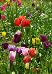 Tulpen blühen bunt im Garten auf der Wiese