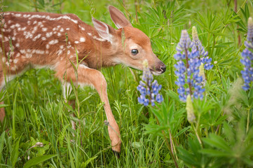 White-Tailed Deer Fawn (Odocoileus virginianus) Steps Carefully