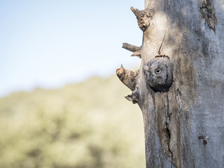 Eurasian scops owl (Otus scops) in its nest on a tree