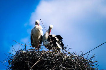  Storks