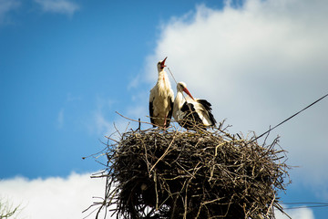  Storks