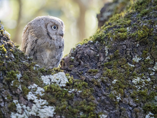 Eurasian scops owl (Otus scops) on a tree in the forest