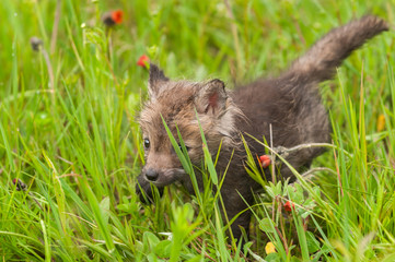 Red Fox (Vulpes vulpes) Kit Creeps Through Grass