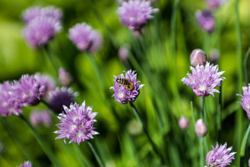 purple small flowers with sharp petals on a green background