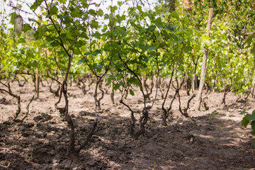 Fototapeta na wymiar Vineyard. A field of grapes.