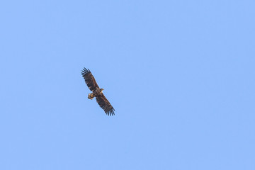 handsome eagle flying high in the sky