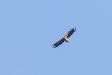 handsome eagle flying high in the sky