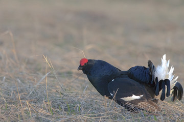 beautiful black grouse