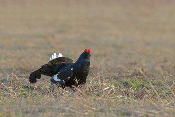 beautiful black grouse