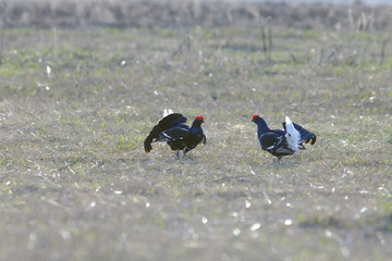 early morning black grouse on a Lek