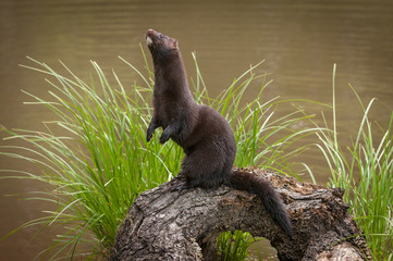 Adult American Mink (Neovison vison) Stands Up on Log Both Paws in View - 155958099