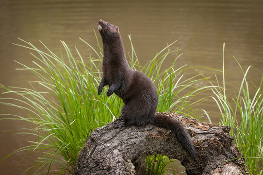 Fears bird flu could mutate to infect humans and spark new pandemic after mink o