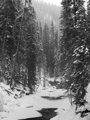 Stream flowing in snowy forest, Johnston Canyon, Banff National Park, Alberta, Canada