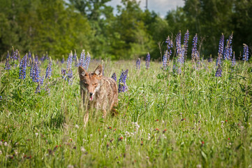 Coyote (Canis latrans) Looks Out From Grass