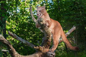 Adult Female Cougar (Puma concolor) Licks Nose