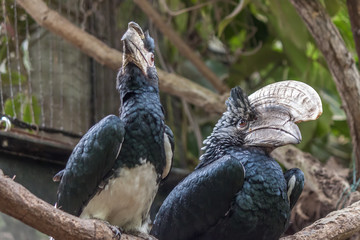couple of Trumpeter Hornbill, Bycanistes bucinator