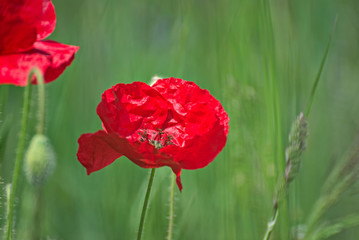 Red poppy on a field