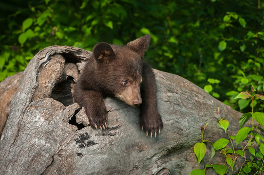 Black Bear Cub (Ursus americanus) Looks Tentative in Log