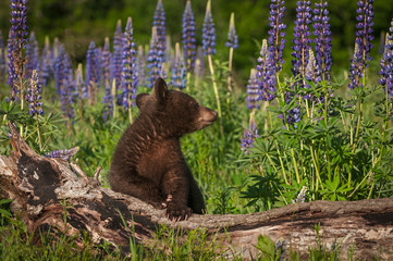 Black Bear Cub (Ursus americanus) Looks Right Behind Log © hkuchera
