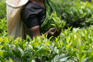 Fresh tea leafs in woman's hand