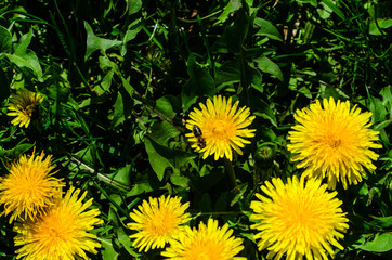 Yellow dandelions on early spring