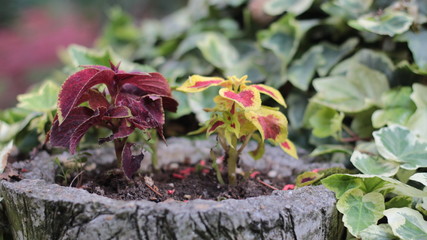 decorative nettles in the pot,side view