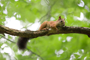 Red squirrel on a branch on a background of green foliage