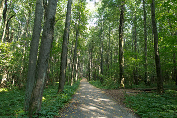 Road in a green spring forest 