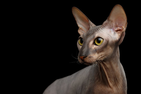 Portrait of Peterbald naked Cat Looking side on isolated black background, profile view