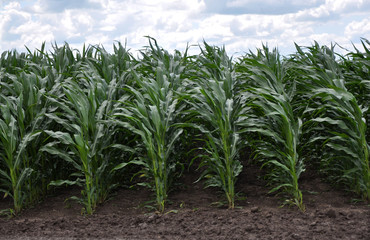 In the field of hybrid maize crops before forming heads

