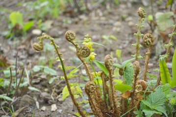 Green young sprouts of fern in the spring park.