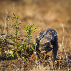 Honey badger in Kruger National park, South Africa