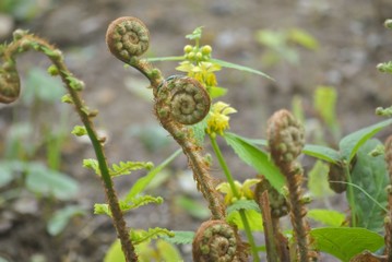 Green young sprouts of fern in the spring park.