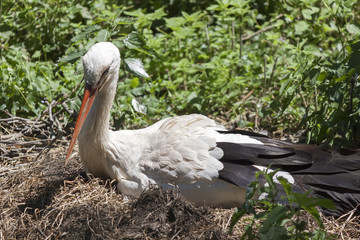 A typically white and black stork in the nest  © Xiaoma