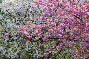 Spring cherry blossom
