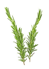 Rosemary isolated on white background, top view