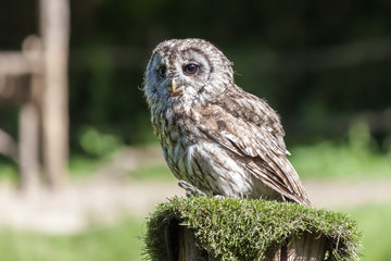 A little owl with a prey in her mouth
