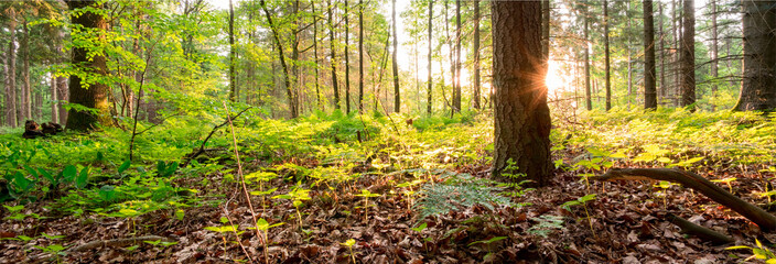 Fototapeta premium Unterholz im Wald im Gegenlicht der untergehenden Sonne