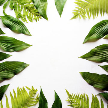 Top view of the green fern leaves and hosts