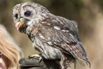 A little owl with a prey in her mouth
