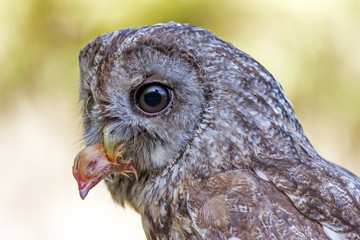 A little owl with a prey in her mouth