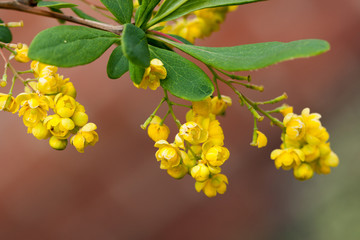 A close up of the blooming barberry Berberis amurensis. Selective focus, shallow DOF