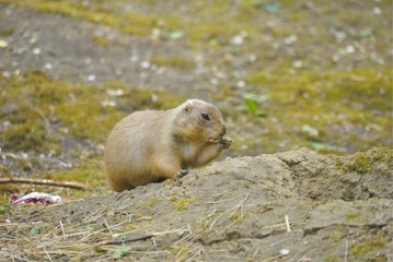 Close up of black tailed prairie dog (Cynomys ludovicianus).