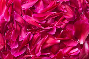 Naklejka premium The peony petals.