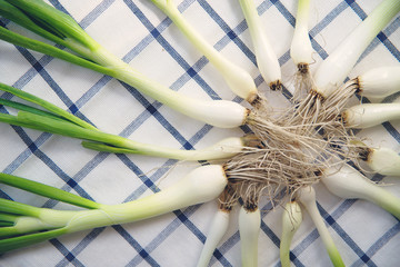 Young green  spring onions on the tablecloth with roots. Fresh garden green scallions. Creative food background. - 155975080