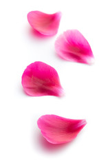 The peony petals.