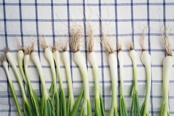 Young green onions on the tablecloth with roots. Fresh garden green scallions. Creative food background - 155975441