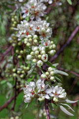Pear flowers blossom in spring garden. Tinted photo.