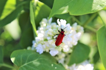 Red beetle on white syringa
